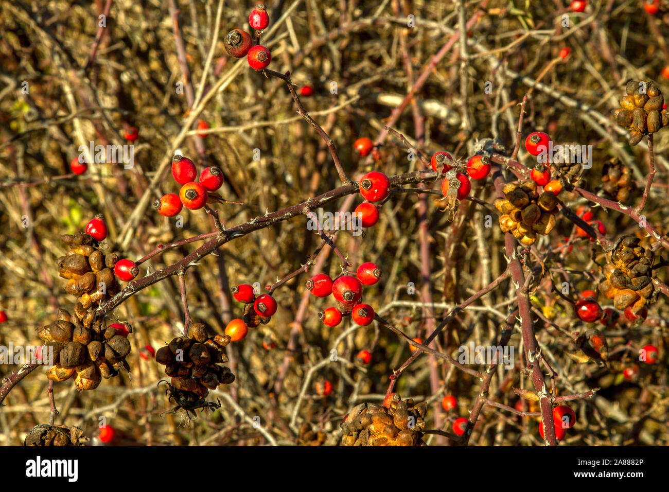 the image of the red rose berries on the bush in autumn Stock Photo