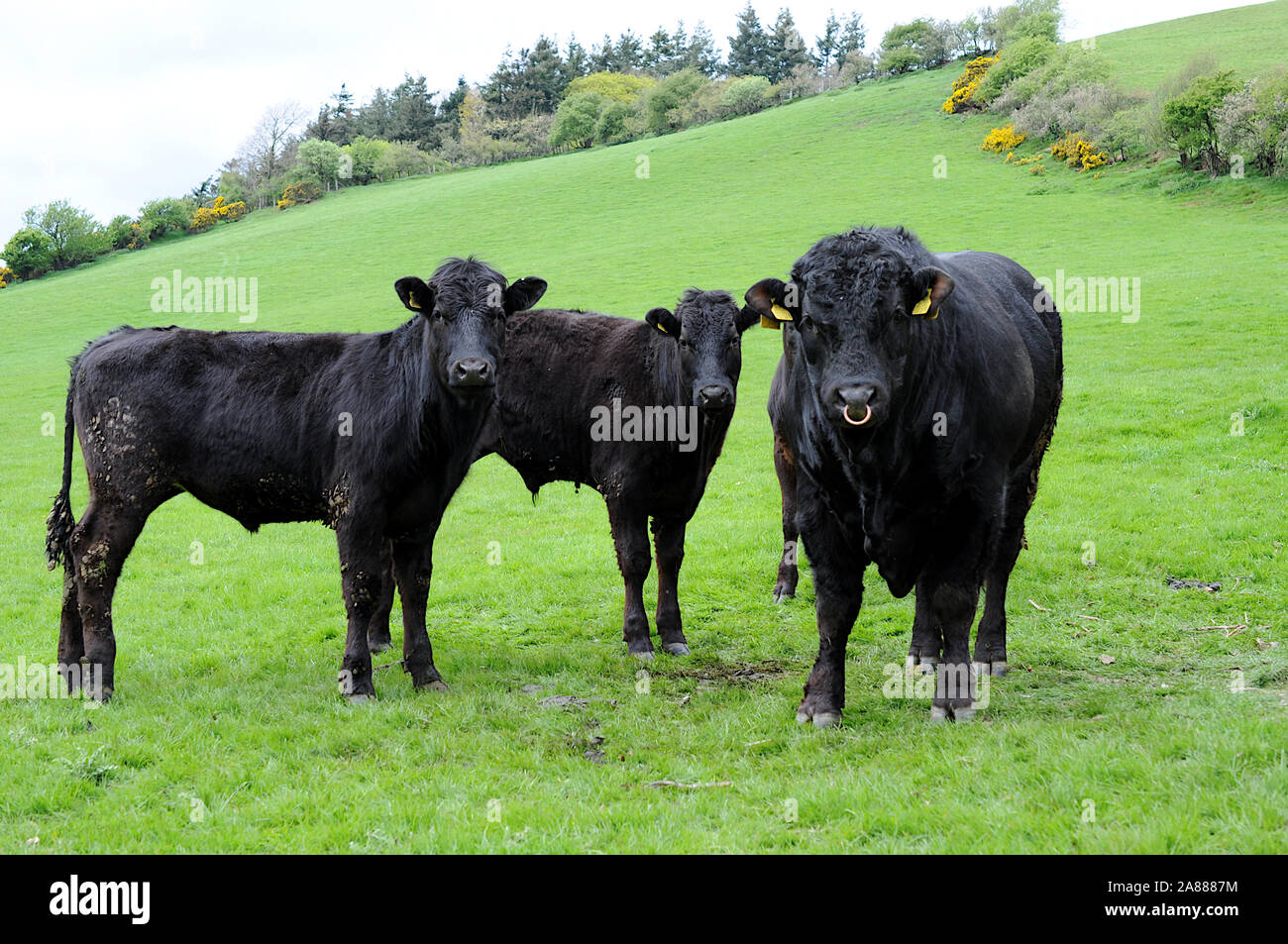Large bull with two cows standing in a green field at the bottom of a ...