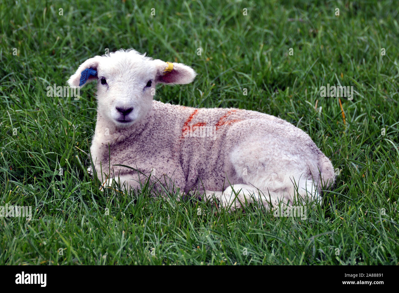 Cute baby lamb laying down looking at the photographer! Stock Photo