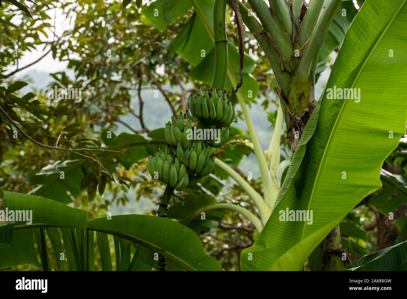 Babana tree in the garden. Green Raw Organic Banana Cluster hanging down from trees in a bunch, bunch of babana - bananas. The banana tree and a lot Stock Photo