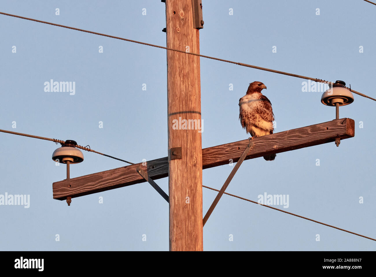 Red tailed hawk in Utah, USA Stock Photo