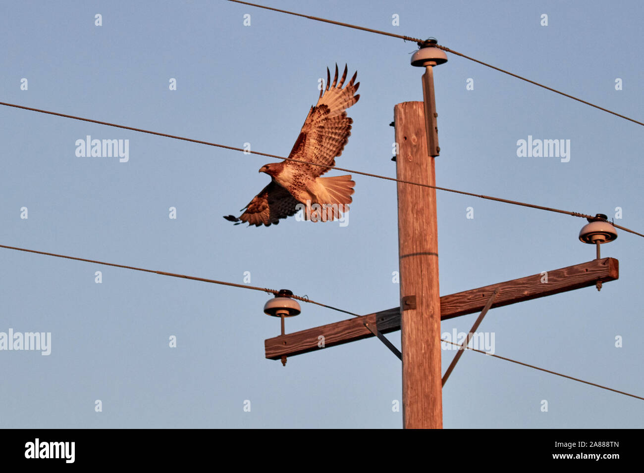Red tailed hawk in Utah, USA Stock Photo
