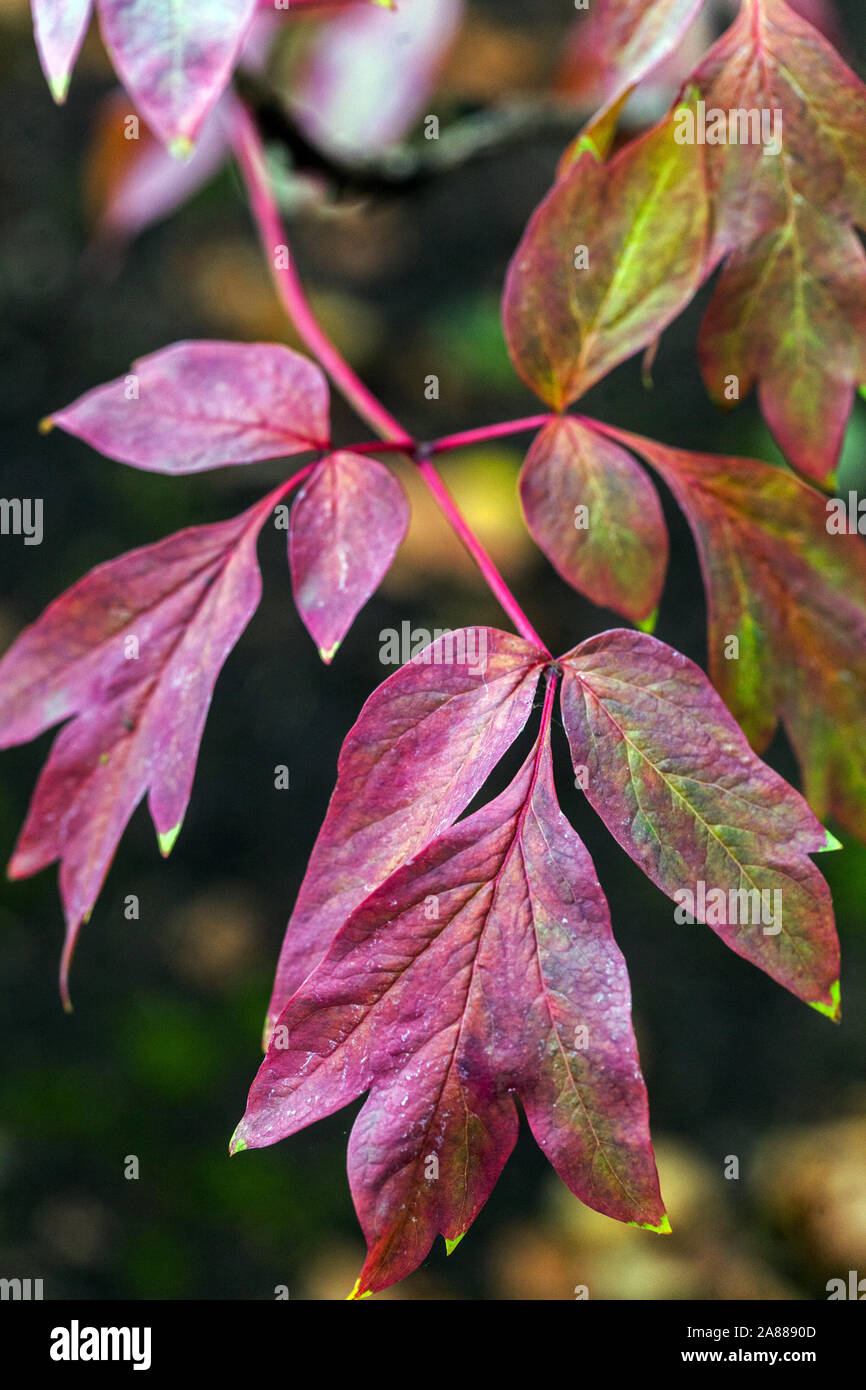 Autumn peonies, Red peony foliage Japanese Tree Peony leaves Paeonia suffruticosa 'Tamasu Dare' Stock Photo