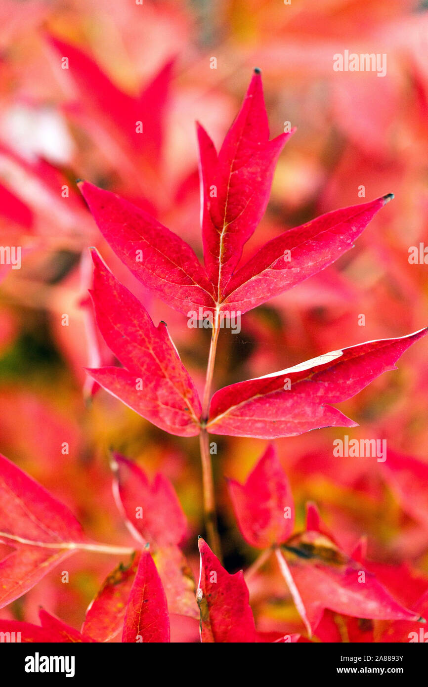 Autumn peonies, Red foliage Japanese Tree Peony Paeonia suffruticosa 'Zhi Hong' Stock Photo