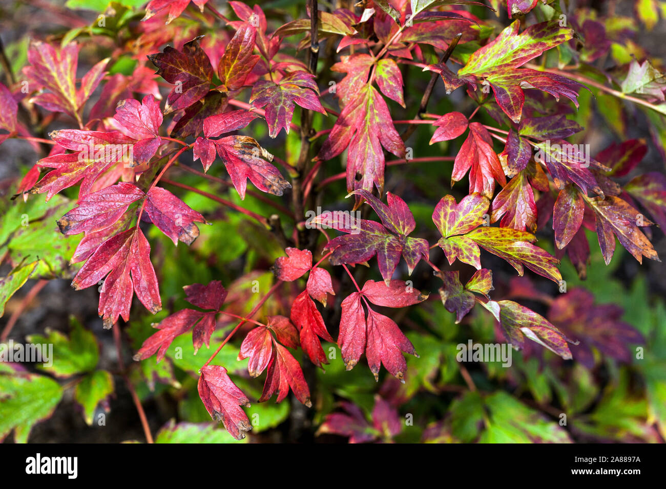 Autumn peonies, Red foliage Japanese Tree Peony Paeonia suffruticosa 'Duchess of Marlborough' Stock Photo
