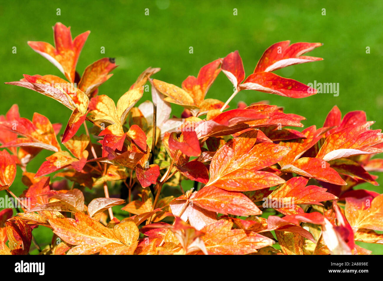 Autumn peonies, Red foliage Japanese Tree Peony Paeonia suffruticosa 'Xu Hong' Stock Photo