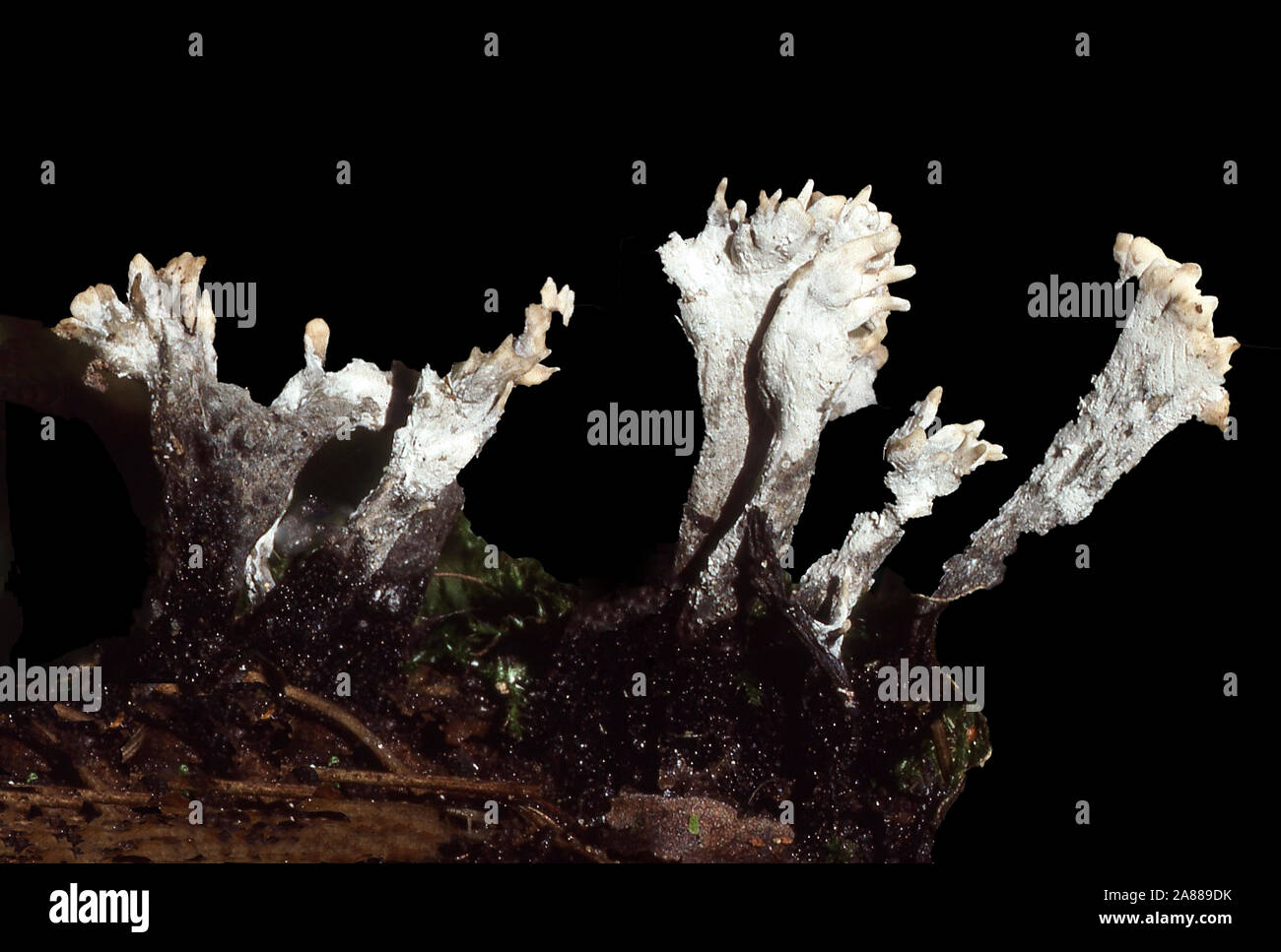 FUNGI; STAG'S HORN FUNGUS; XYLARIA HYPOXYLON Stock Photo Alamy