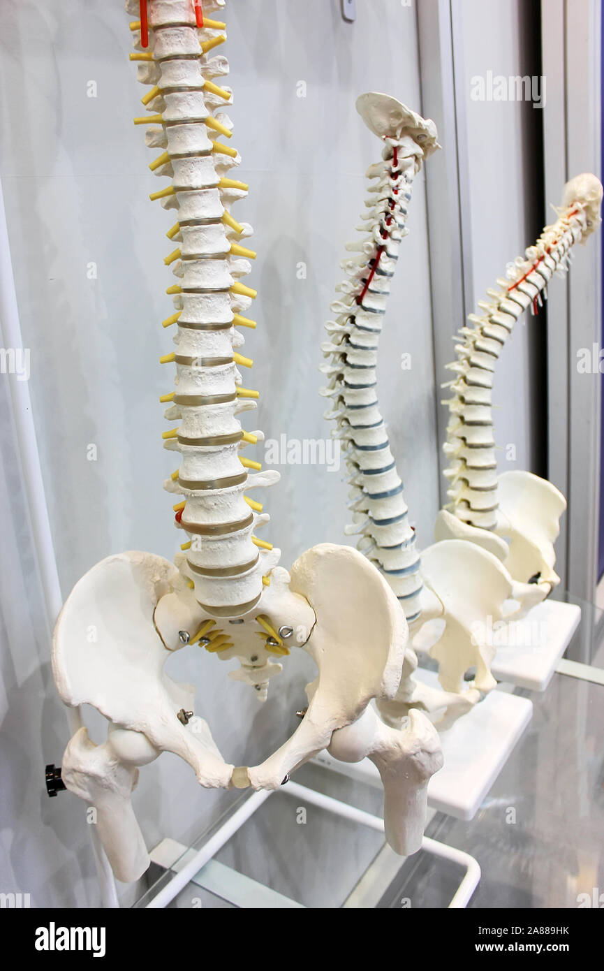 Spine anatomy hi-res stock photography and images - Alamy