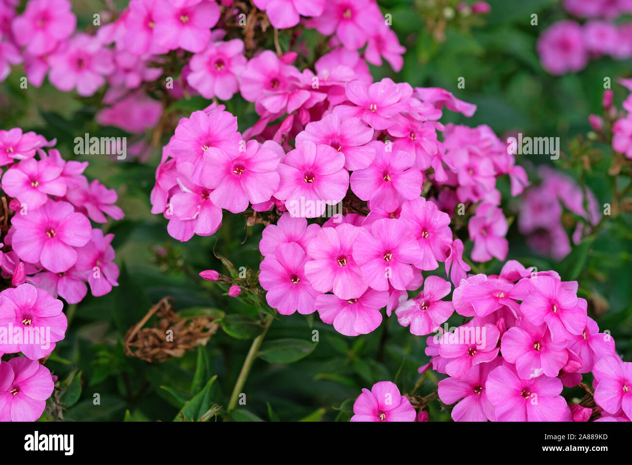 Pink flame flowers of phlox (Phlox paniculata) bush of flowers of Summer phlox, herbaceous perennial in the garden close-up. Pink delicate flowers. Stock Photo