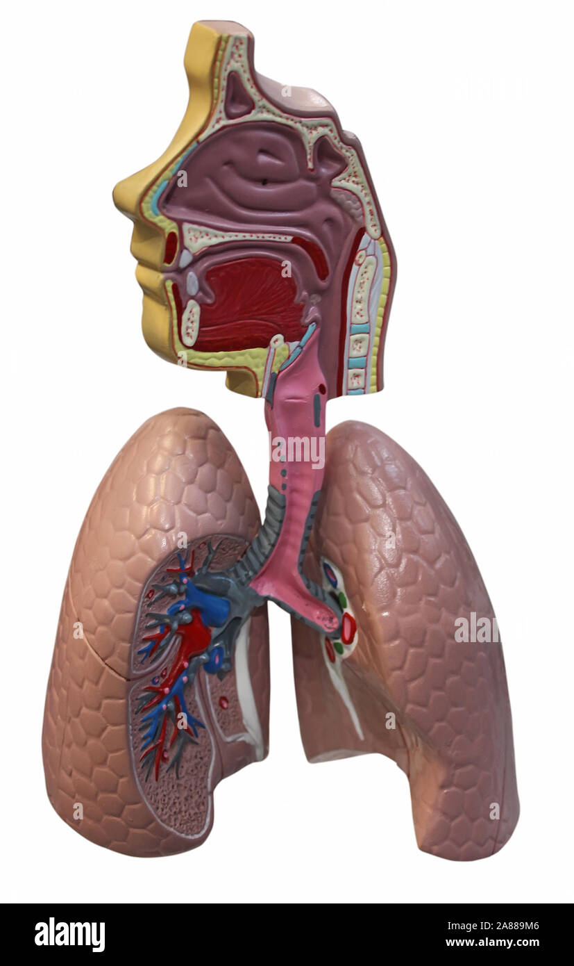 Lungs section Stock Photo