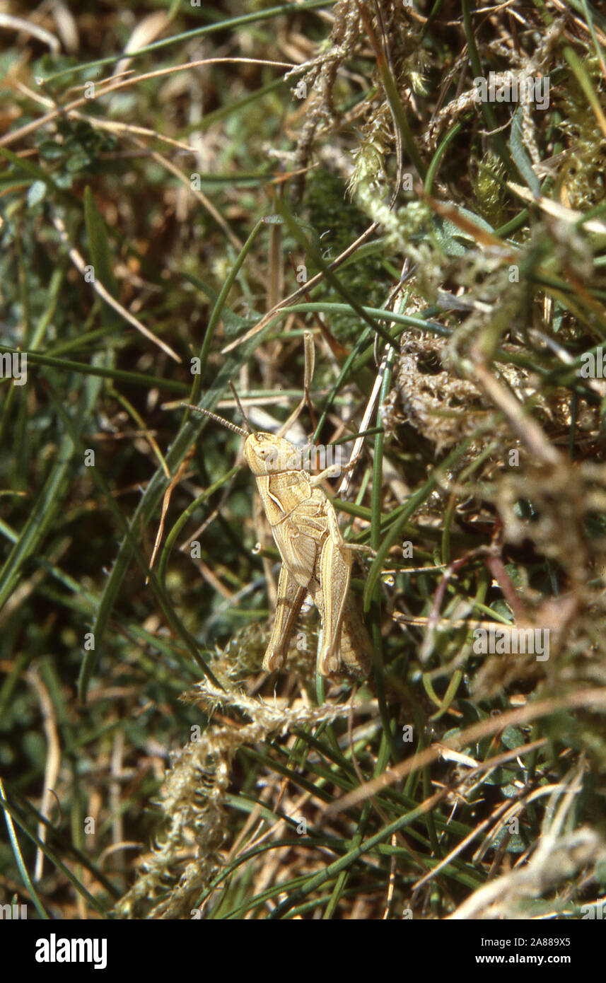 GRASSHOPPER; COMMON FIELD GRASSHOPPER; CHORTHIPPUS BRUNNEUS Stock Photo ...