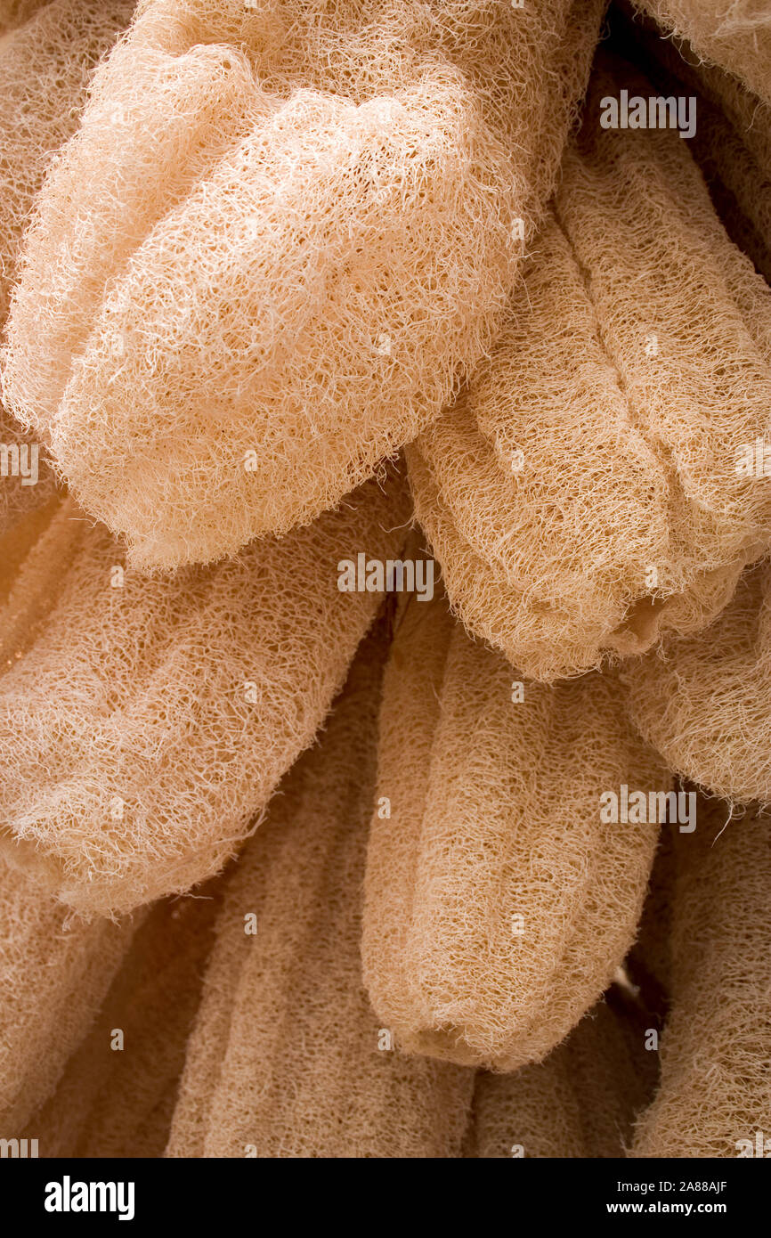 Dried Luffa (Loofah). Full frame detail of natural loofah hanging to dry. Stock Photo