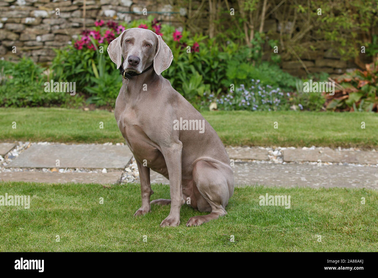 Dog looking over door hires stock photography and images Alamy