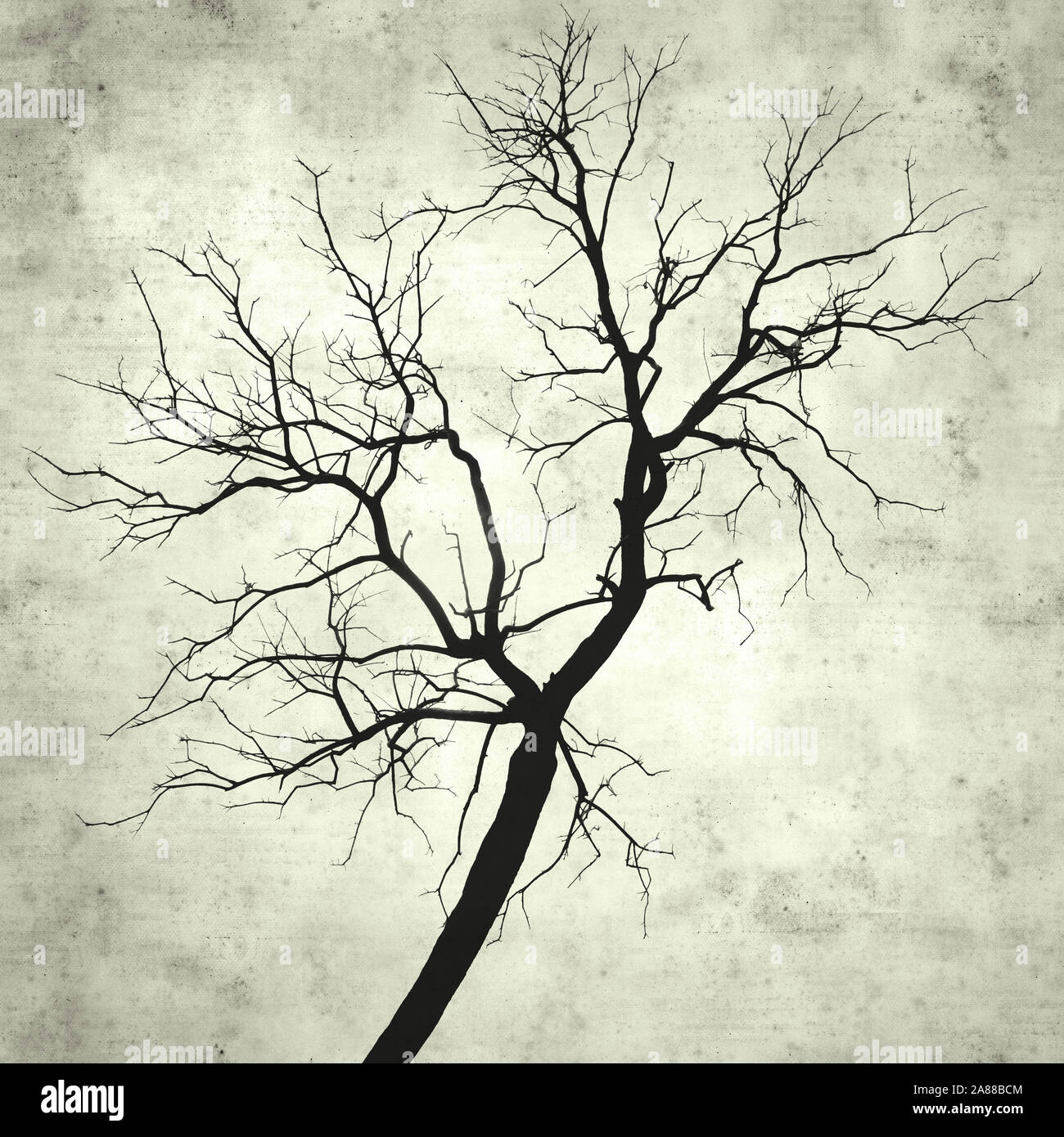textured stylish old paper background, square, with single burnt tree Stock Photo