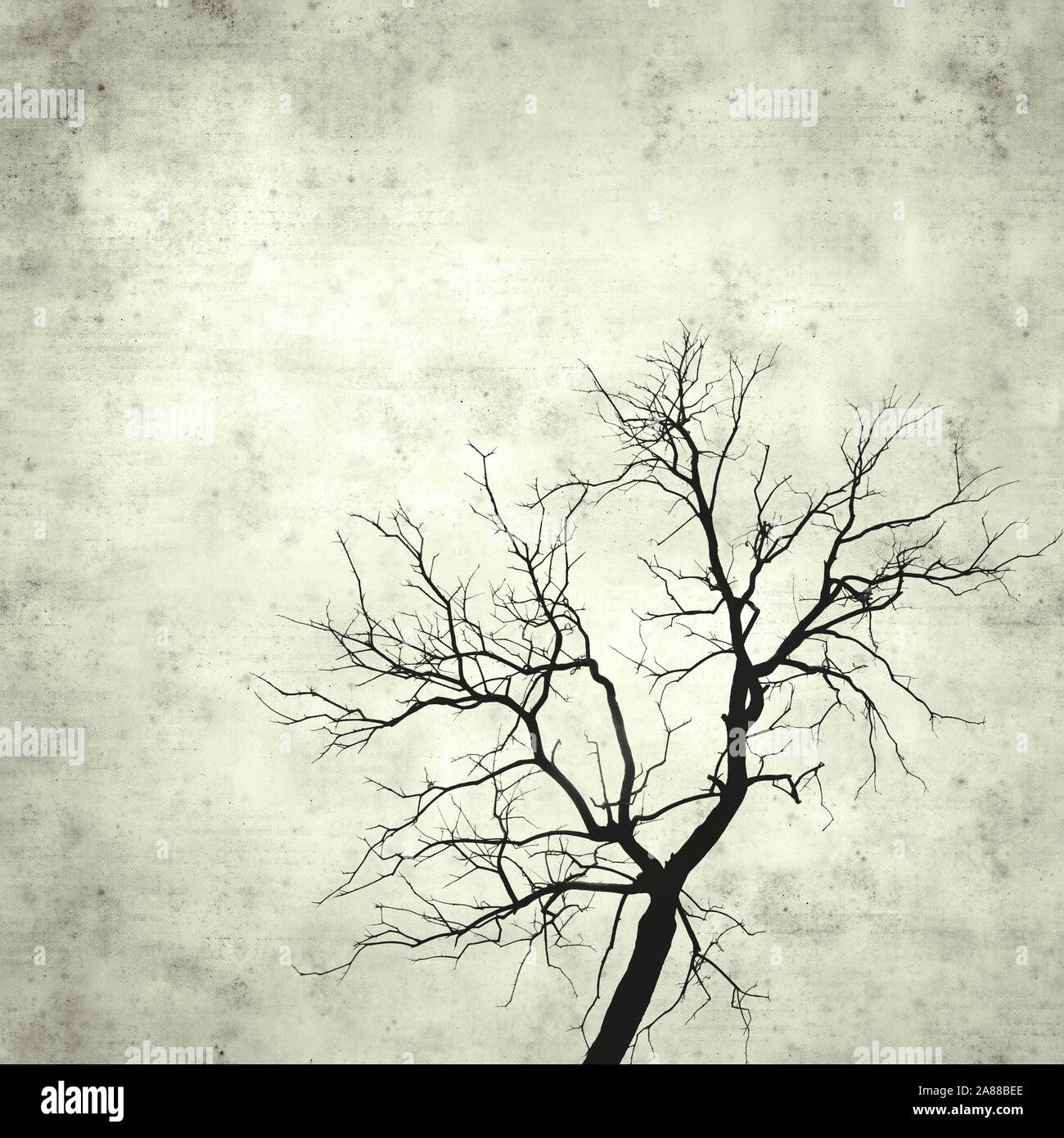 textured stylish old paper background, square, with single burnt tree Stock Photo