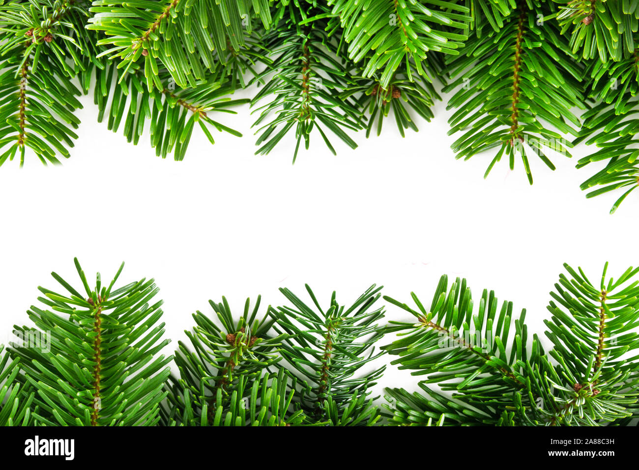 Christmas fir and white background Stock Photo - Alamy