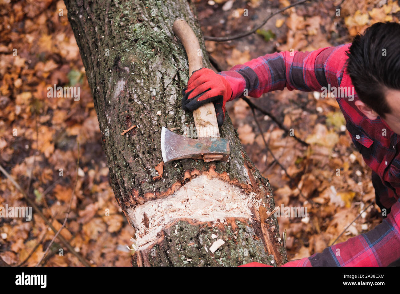Woodman with an axe in the forest. Lumberjack stands near a tree in the