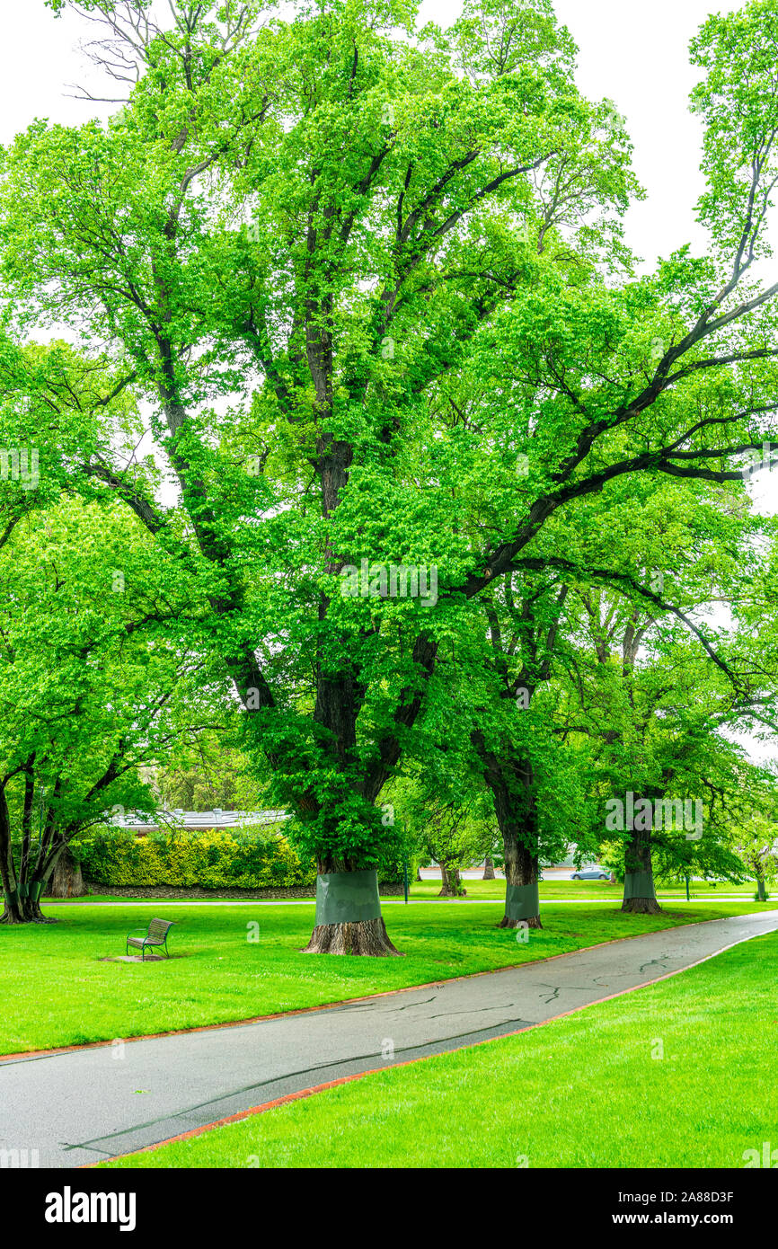 Many large trees in Fitzroy Gardens have metal sheeting wrapped around