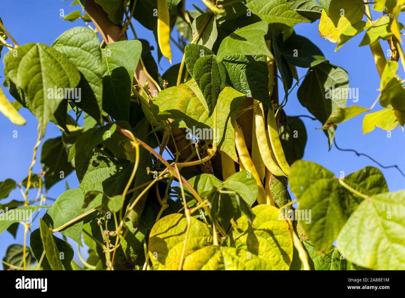 Common beans Phaseolus vulgaris 'Borlotto di Vigevano' on vine Stock Photo