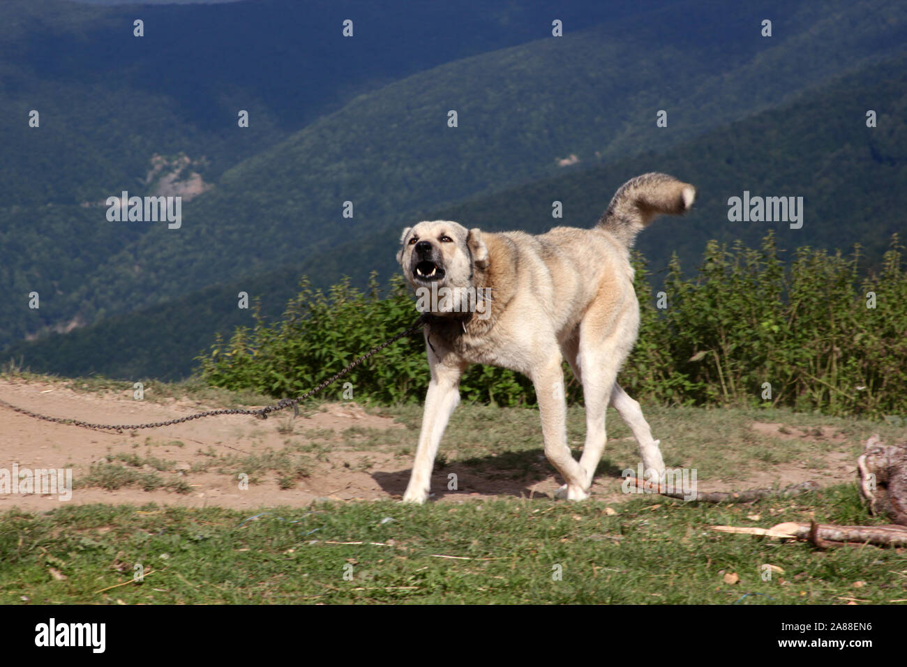 Aggressive Anatolian Shepherd Dog - Sivas Kangal. Stock Photo