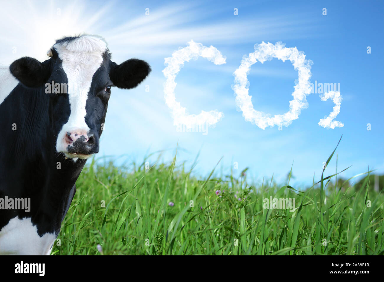 Cows breeding and CO2 emission Stock Photo