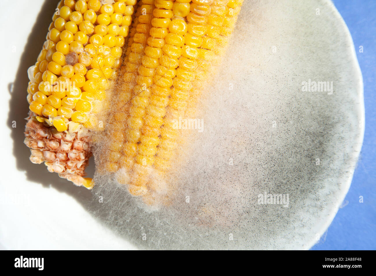 moldy corn in the plate Stock Photo Alamy