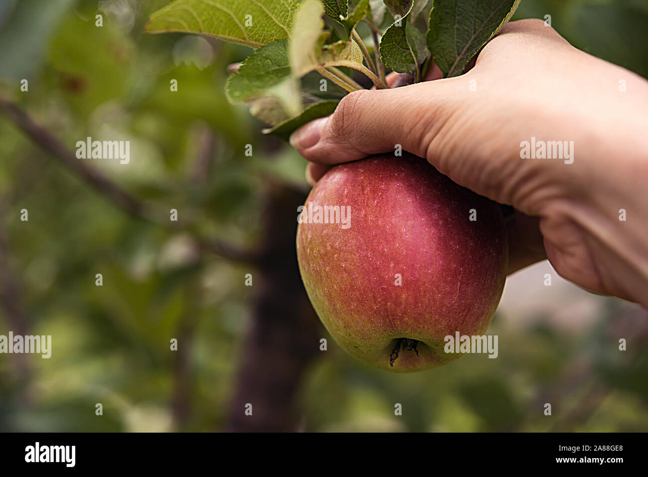 Ripe red side apple in woman's hand, surrounded by green leaves and branches of real apple tree. Autumn or summer harvest time and healthy eating conc Stock Photo