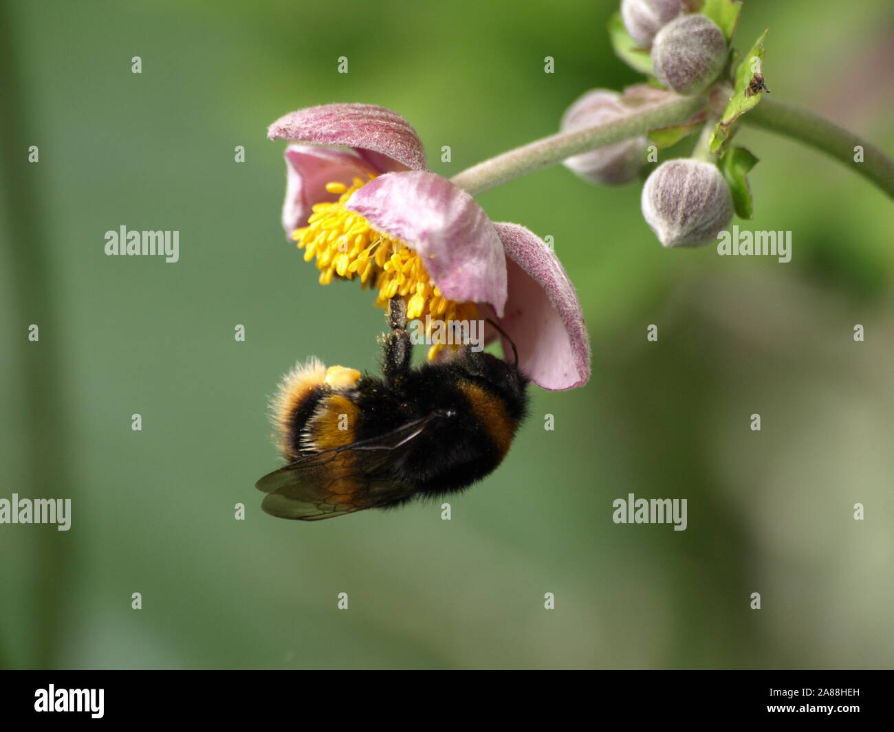 Buff-tailed Bumblebee on Japanese Anemone Stock Photo