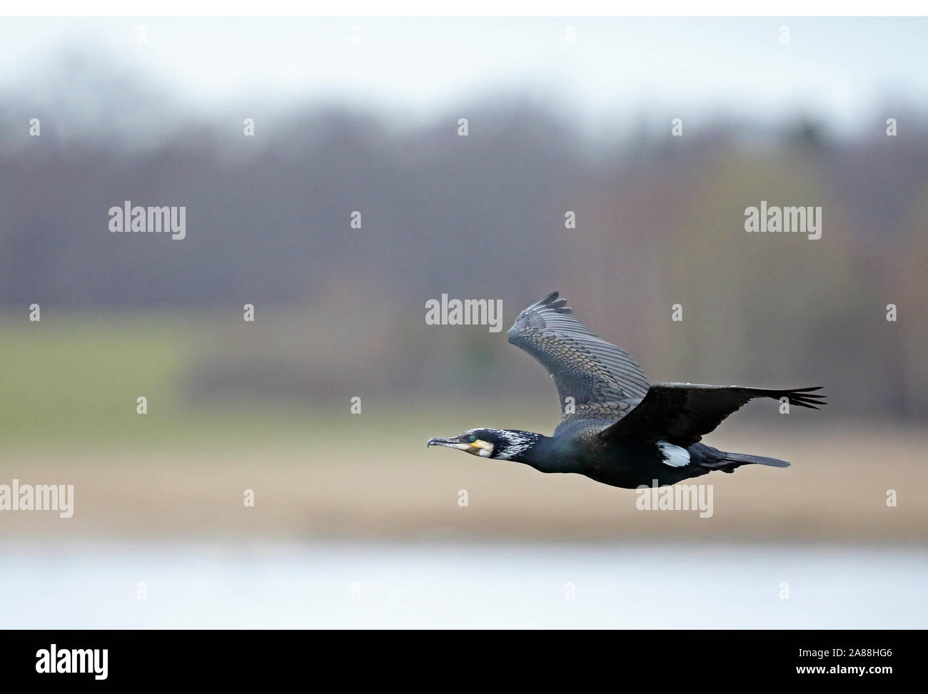 Great cormorant in flight Stock Photo