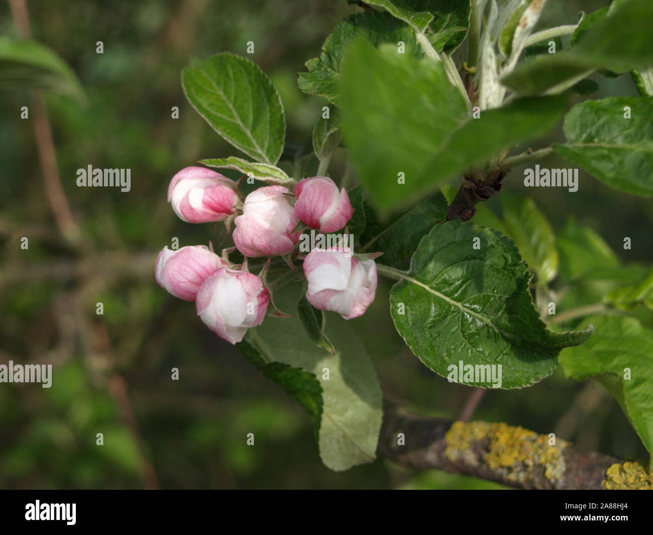Apple tree buds in spring Stock Photo