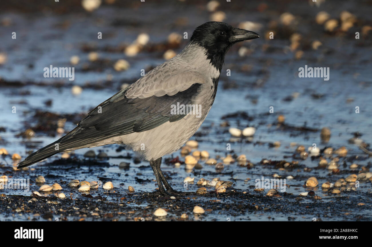 Hooded crow, Hoodie, Corvus cornix on beach with seaschells Stock Photo