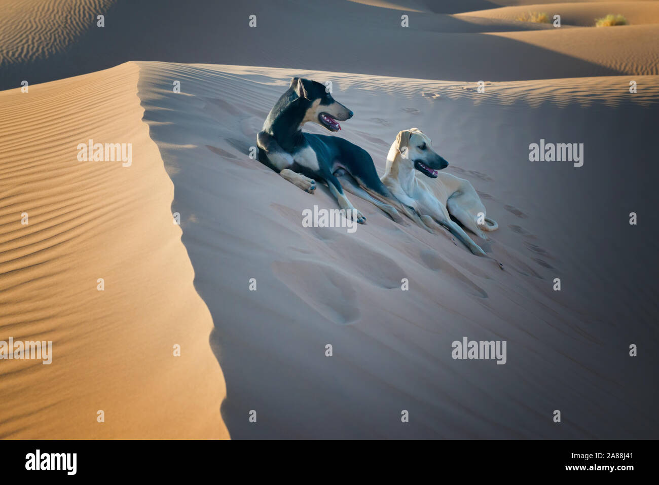 Two Sloughi dogs (Arabian greyhound) rest on top of a sand dune in the Sahara desert of Morocco. Stock Photo