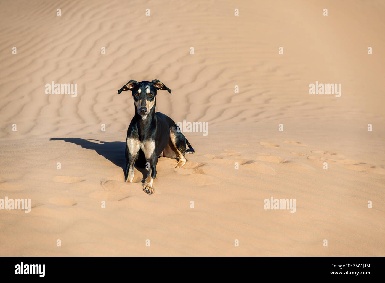 A black Sloughi dog (Arabian greyhound) rests in the sand dunes in the Sahara desert of Morocco. Stock Photo