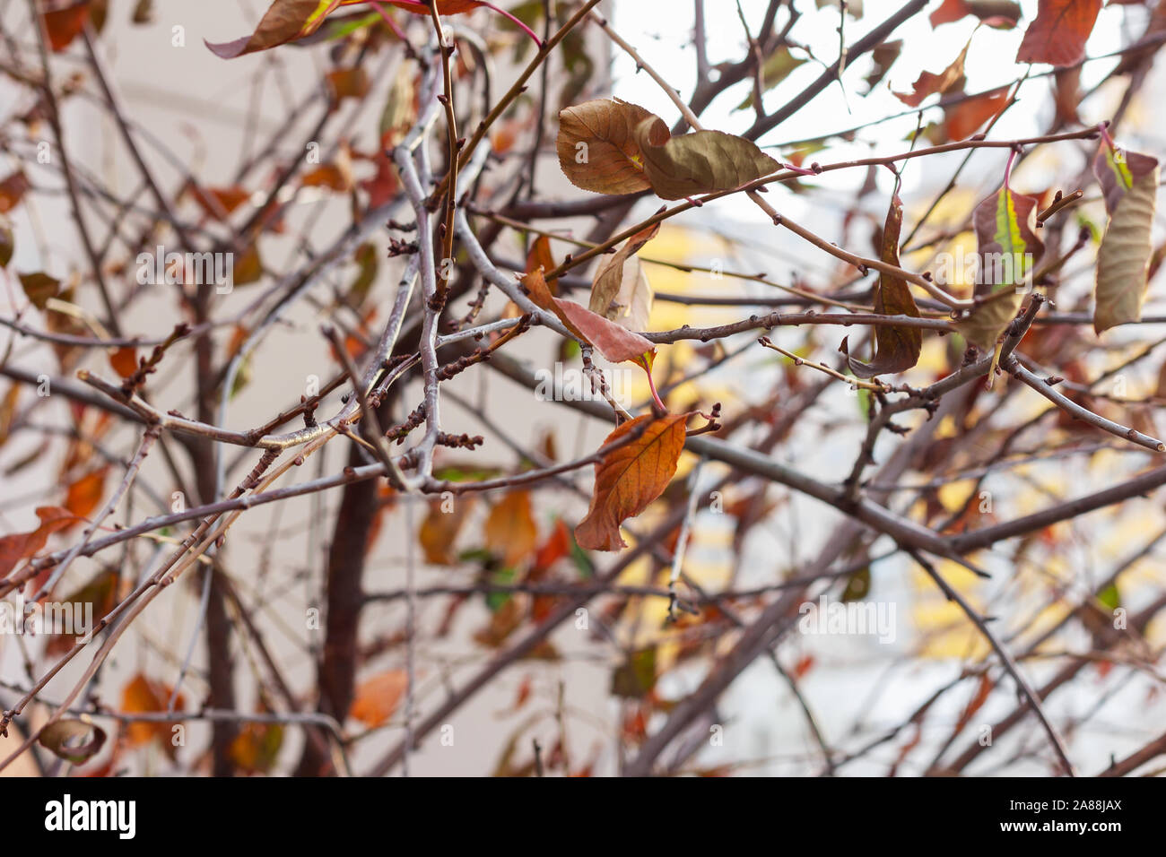 autumn leaves on a tree fall. dry tree branches Stock Photo