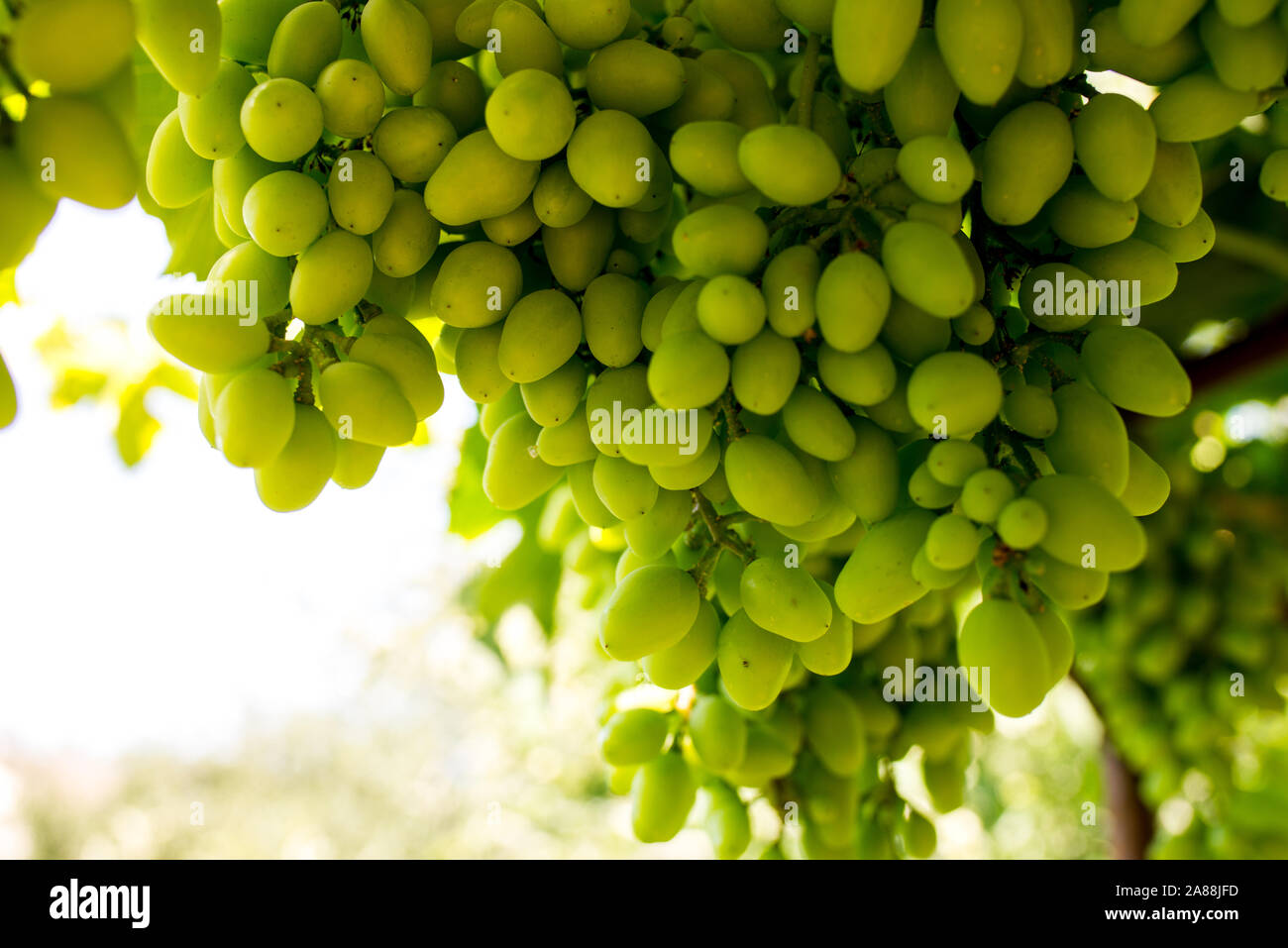 bunch of green grapes on the vine Stock Photo - Alamy