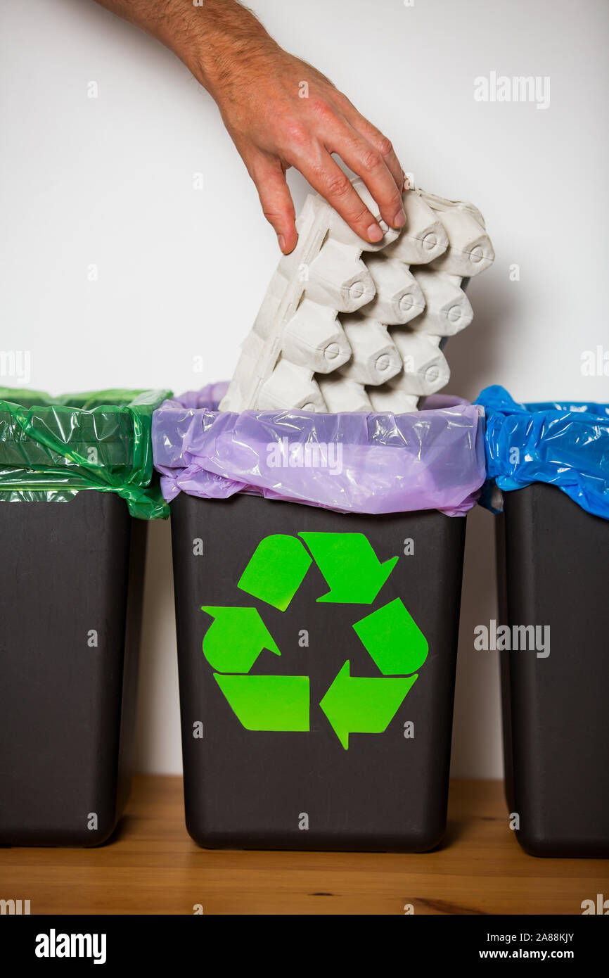 Hand putting empty cardboard eggs package into recycling bin. Person in a house kitchen separating waste. Black trash bin with bag and recycling Stock Photo