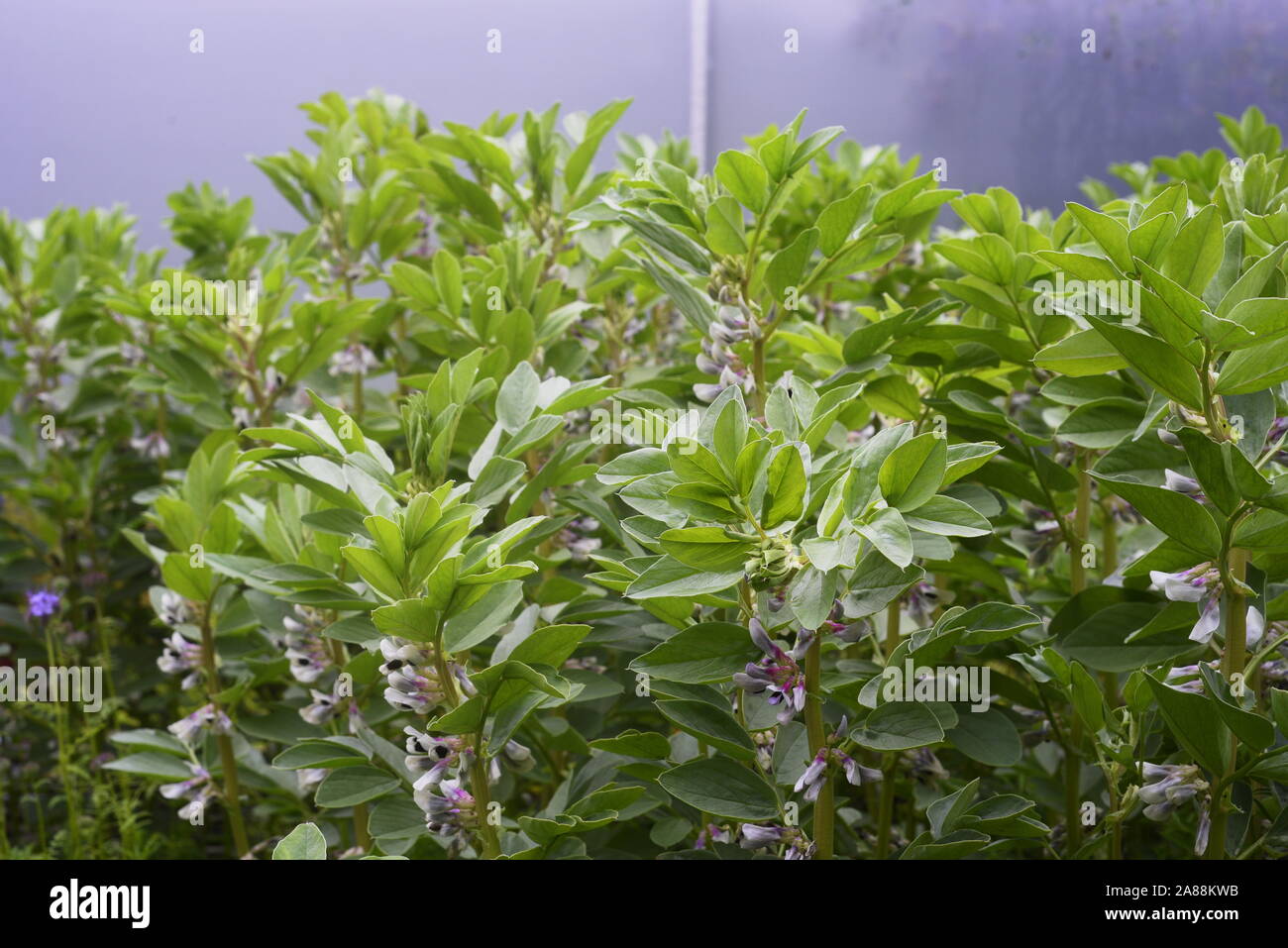 Overwintering green manure hires stock photography and images Alamy