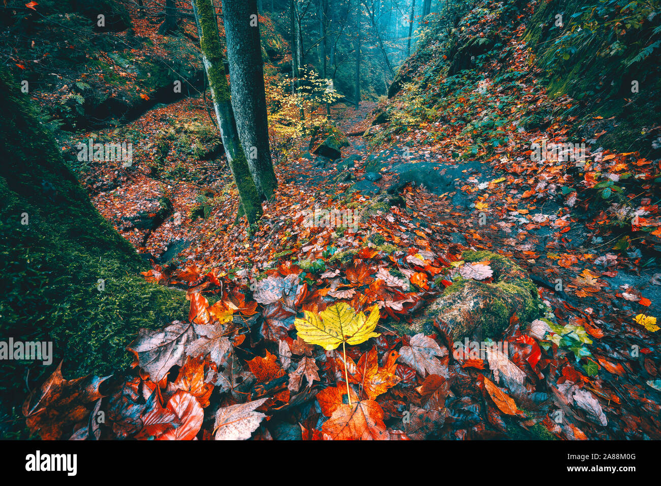Hiking Path Trail Through The Beautiful Autumn Mysterious Forest In Valley With Trees Golden Orange Leaves In Morning Soft Light Stock Photo Alamy