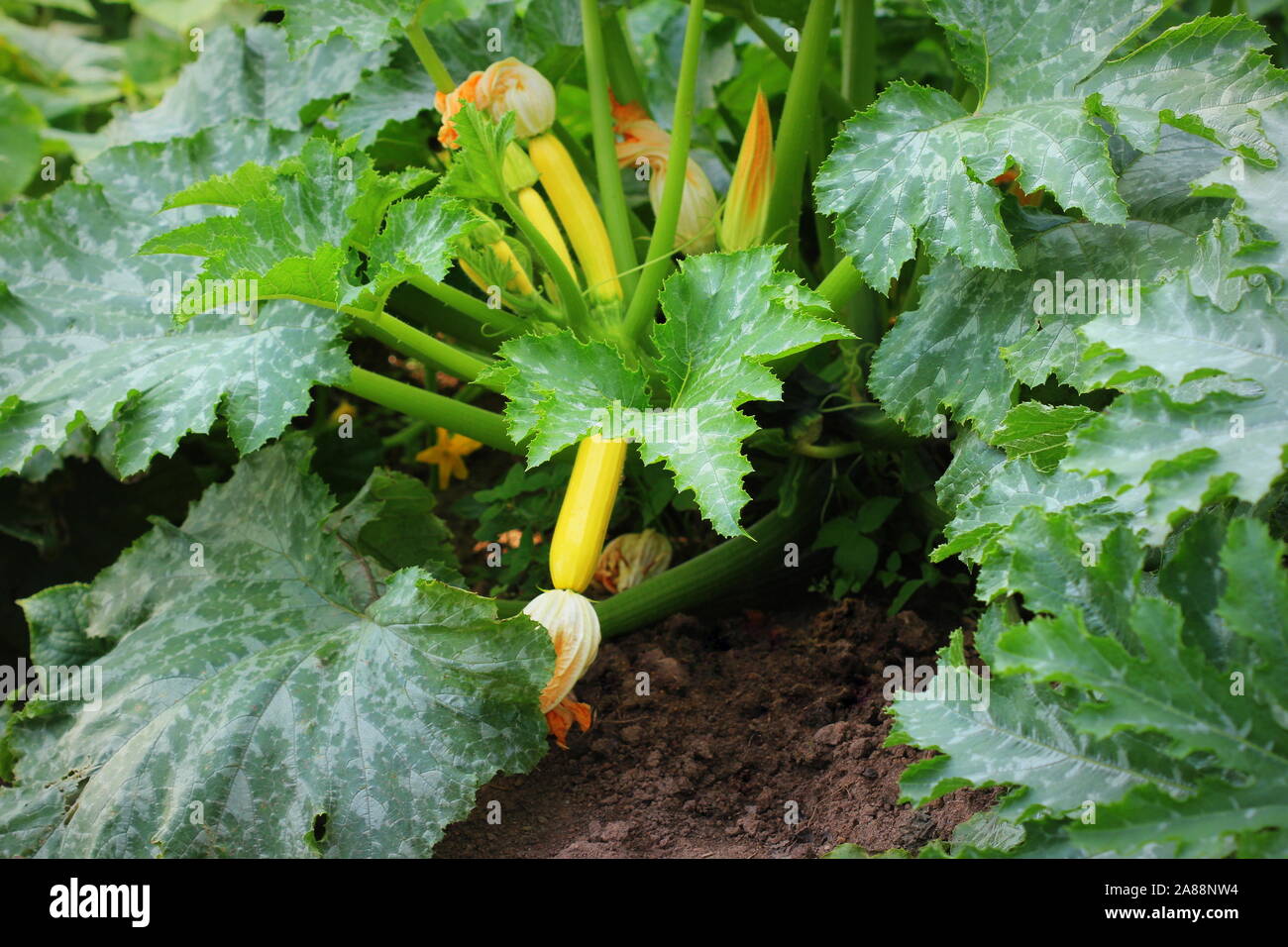 Zucchini plant. Zucchini flower. Green vegetable marrow growing on bush Stock Photo