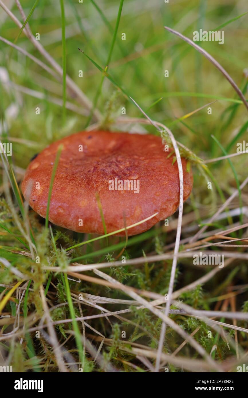 Rufous Milkcap Fungi (Lactarius rufus).  Broad Hill Conifer Woodland. Aberdeen, Scotland, UK. Stock Photo