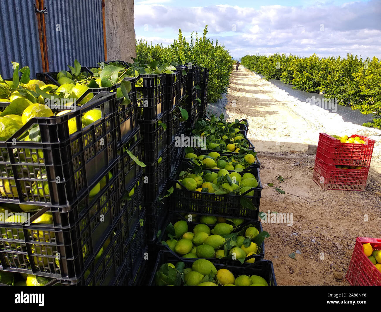 Fruit boxes full of lemon. Workers picking lemons and carrying the