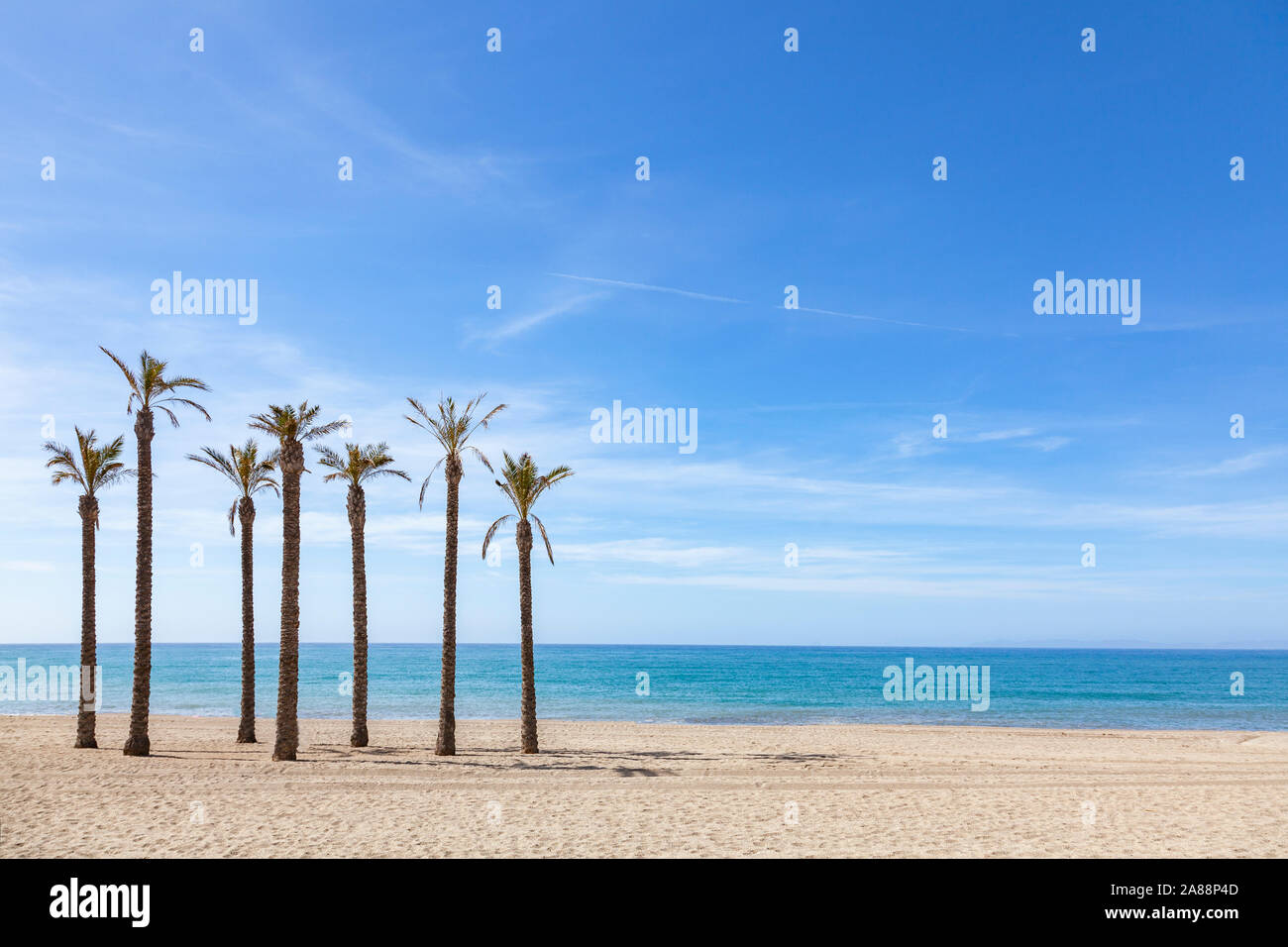 Set of palm trees located in a solitary beach and a blue sky Stock Photo