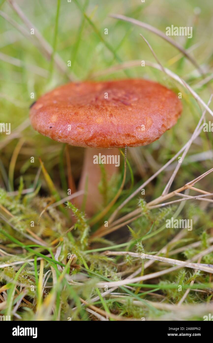 Rufous Milkcap Fungi (Lactarius rufus).  Broad Hill Conifer Woodland. Aberdeen, Scotland, UK. Stock Photo