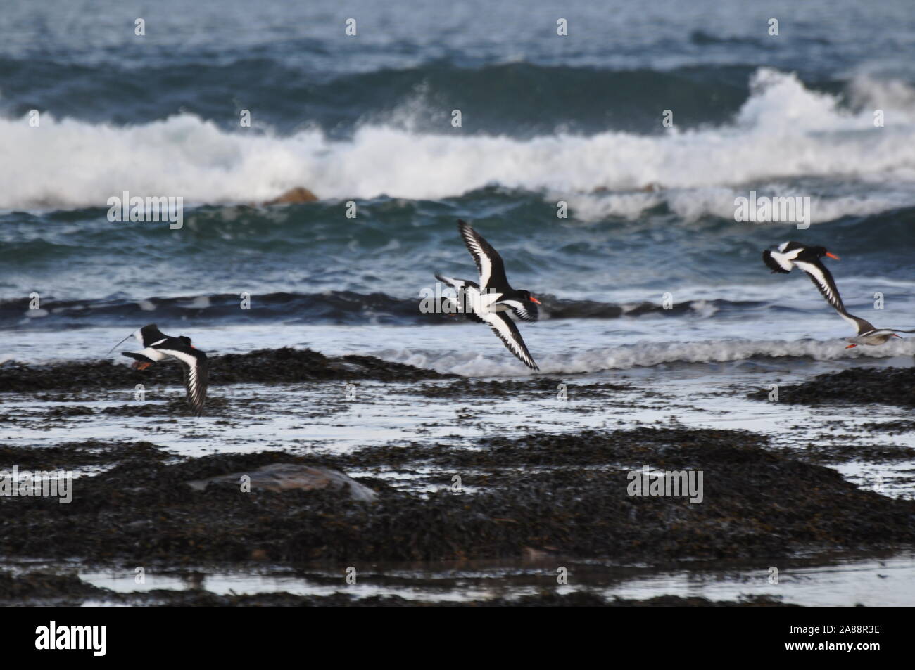 Oyster catchers in flight Stock Photo