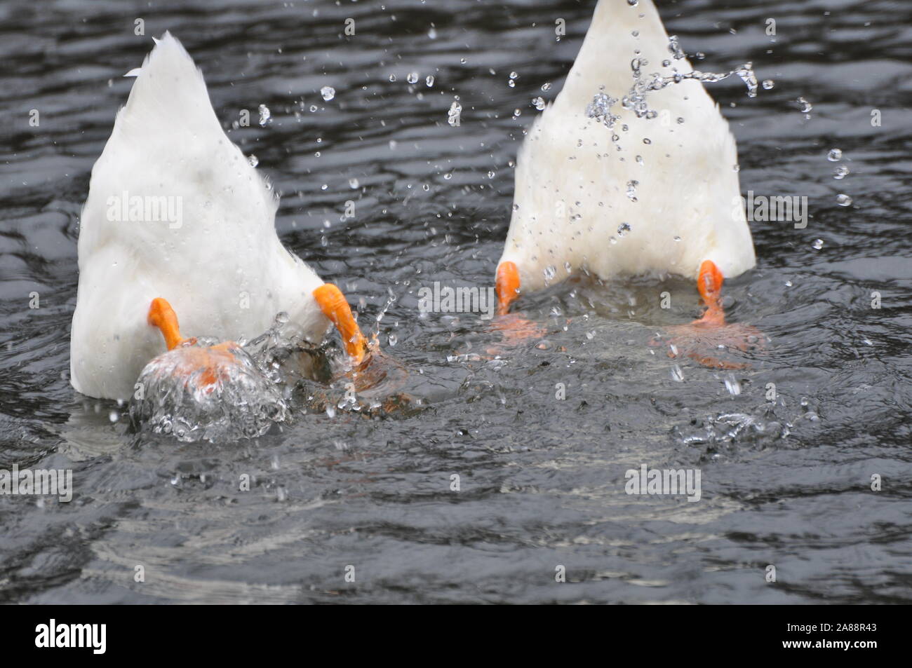 Two white ducks diving Stock Photo Alamy