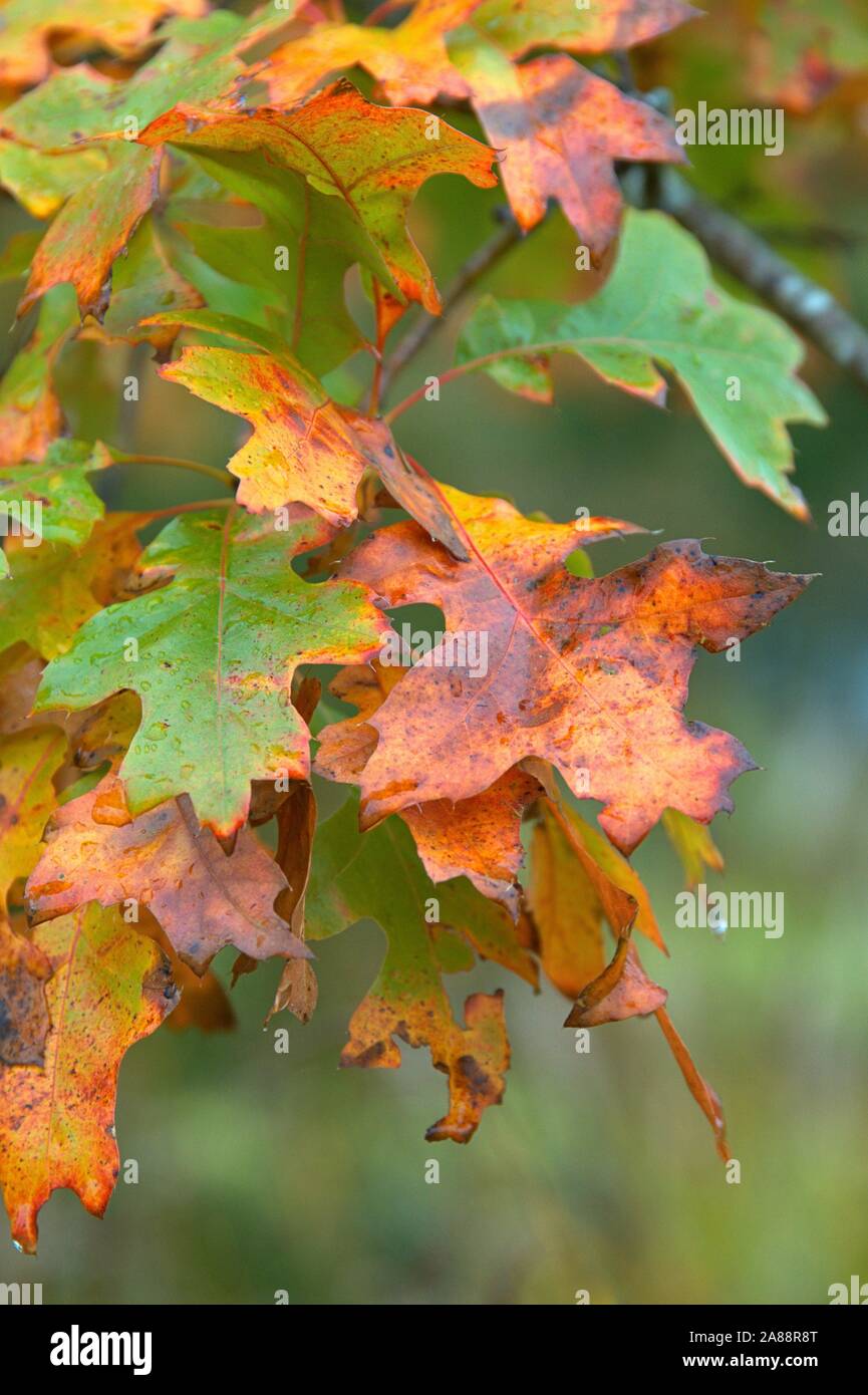 Schleswig, Deutschland. 13th Oct, 2019. 13.10.2019, autumnally colorful leaves of a scarlet oak (Quercus coccinea) in wet, cold autumn weather in Schleswig. Rosids, Eurosiden I, Order: Beech (Fagales), Family: Beech trees (Fagaceae), Genus: Oaks (Quercus), Species: Scarlet oak | usage worldwide Credit: dpa/Alamy Live News Stock Photo