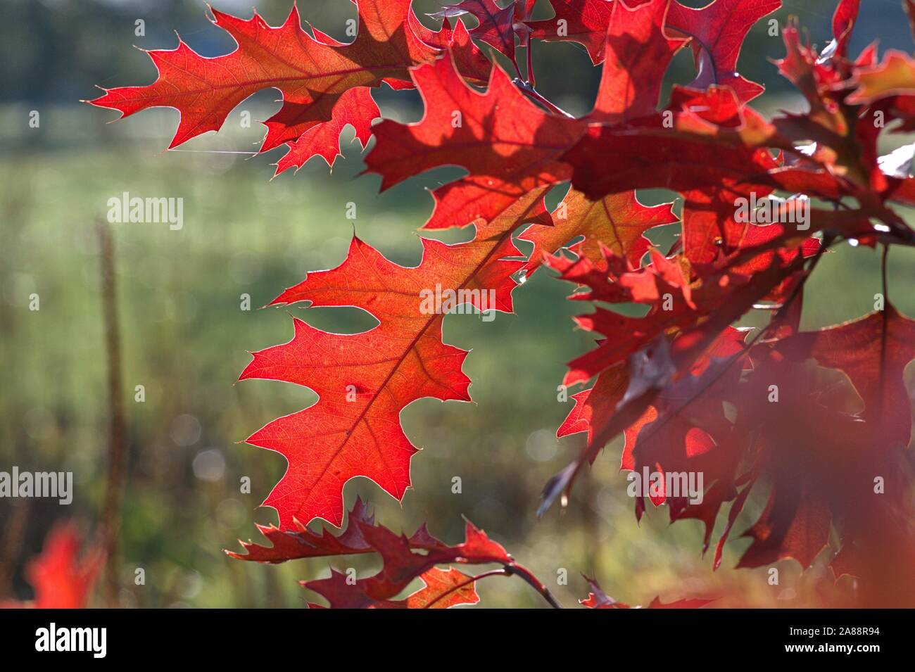 Schleswig, Deutschland. 31st Oct, 2019. 31.10.2019, autumnally colorful leaves of a scarlet oak (Quercus coccinea) in a beautiful autumn weather in Schleswig. Rosids, Eurosiden I, Order: Beech (Fagales), Family: Beech trees (Fagaceae), Genus: Oaks (Quercus), Species: Scarlet oak | usage worldwide Credit: dpa/Alamy Live News Stock Photo