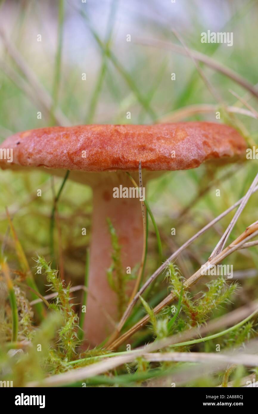 Rufous Milkcap Fungi (Lactarius rufus).  Broad Hill Conifer Woodland. Aberdeen, Scotland, UK. Stock Photo