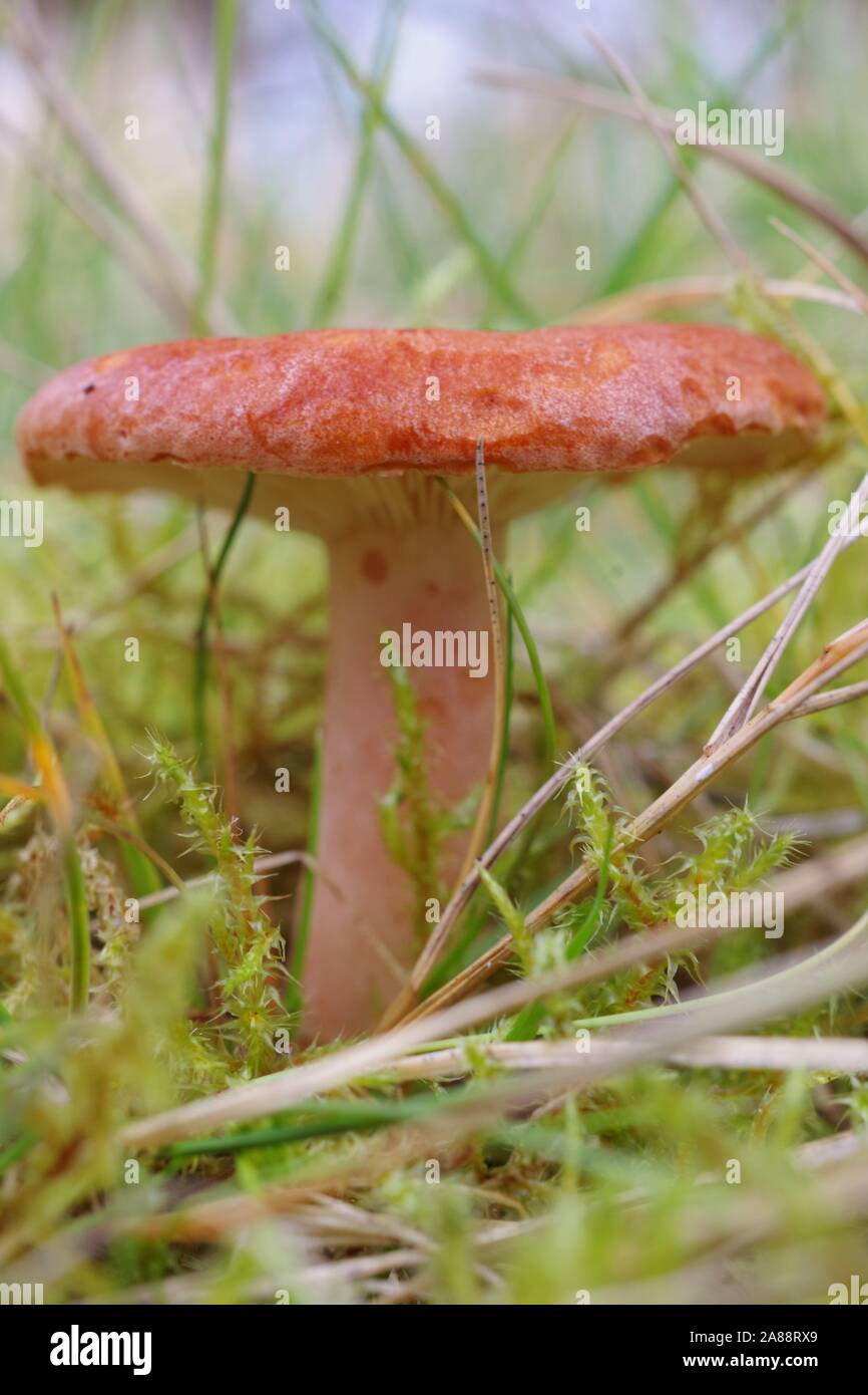 Rufous Milkcap Fungi (Lactarius rufus).  Broad Hill Conifer Woodland. Aberdeen, Scotland, UK. Stock Photo
