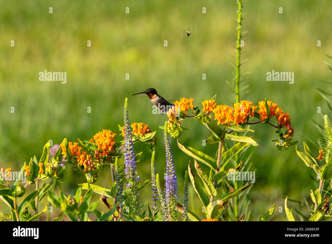 The Rubythroated hummingbird (Archilochus colubris) drinks nectar from